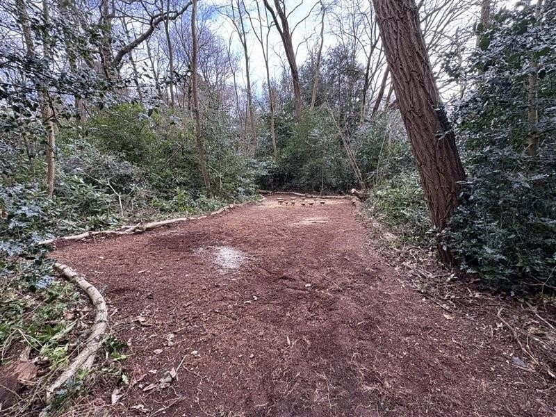clear area in forest