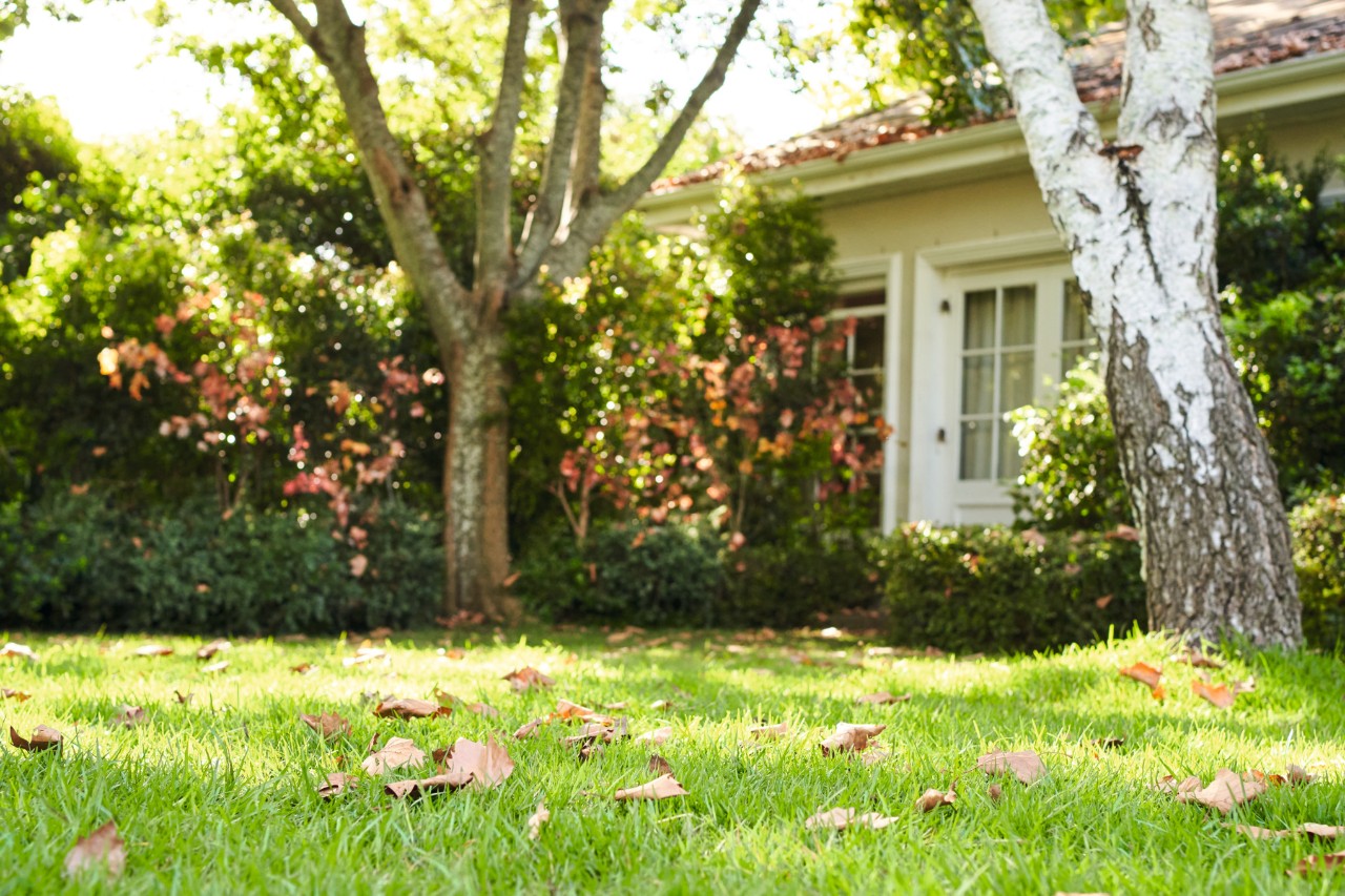 Brown leaves on green lawn