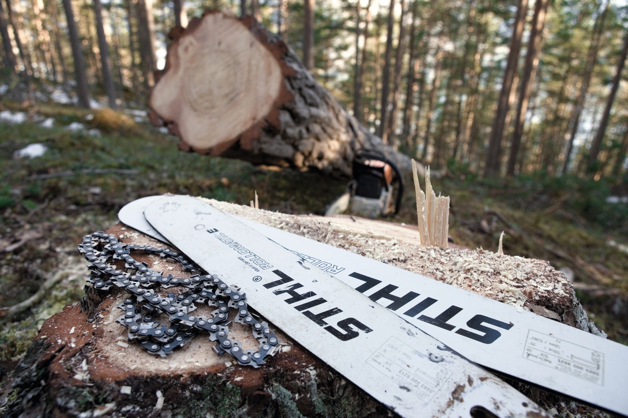STIHL saw chains and guide bars on a tree stump in the forest, with a freshly sawn tree in the background 