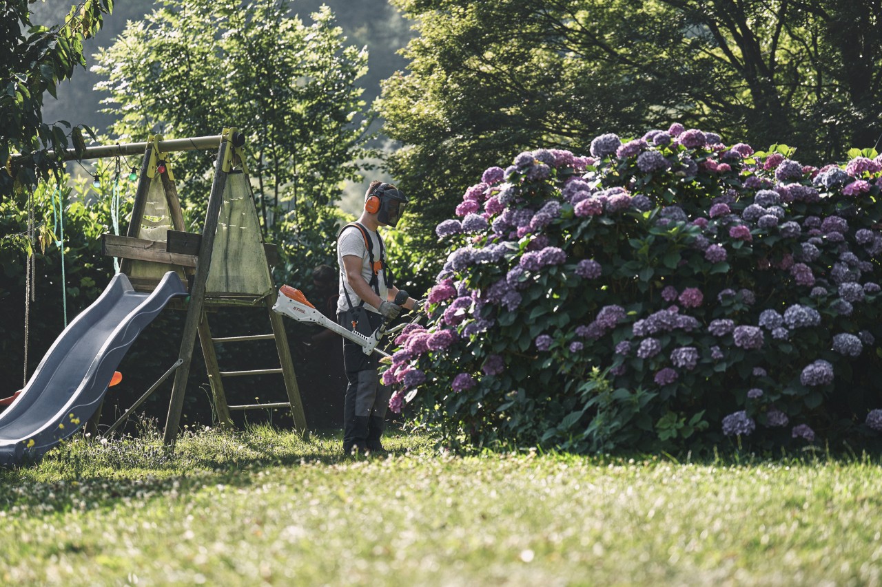A man wearing ear and face protection stands in front of a large hydrangea shrub with a STIHL clearing saw 