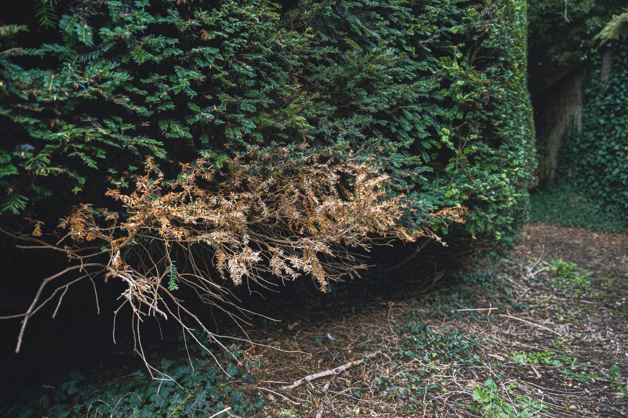 Hedge section with signs of chlorosis