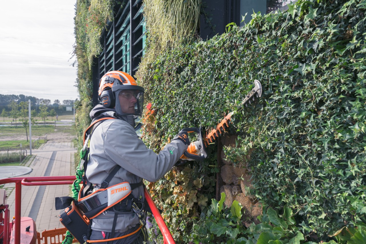 A man on a lifting platform trimming back façade greenery