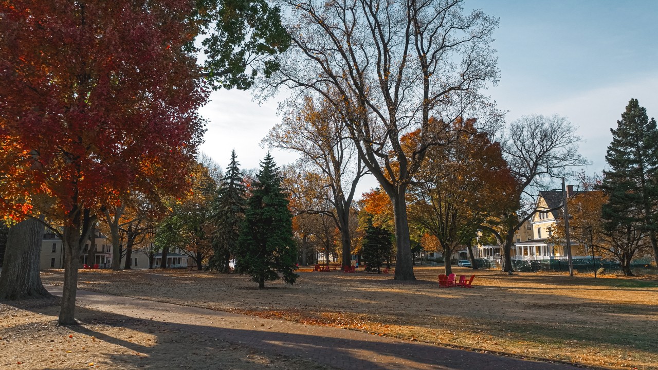 View of the trees on Governors Island