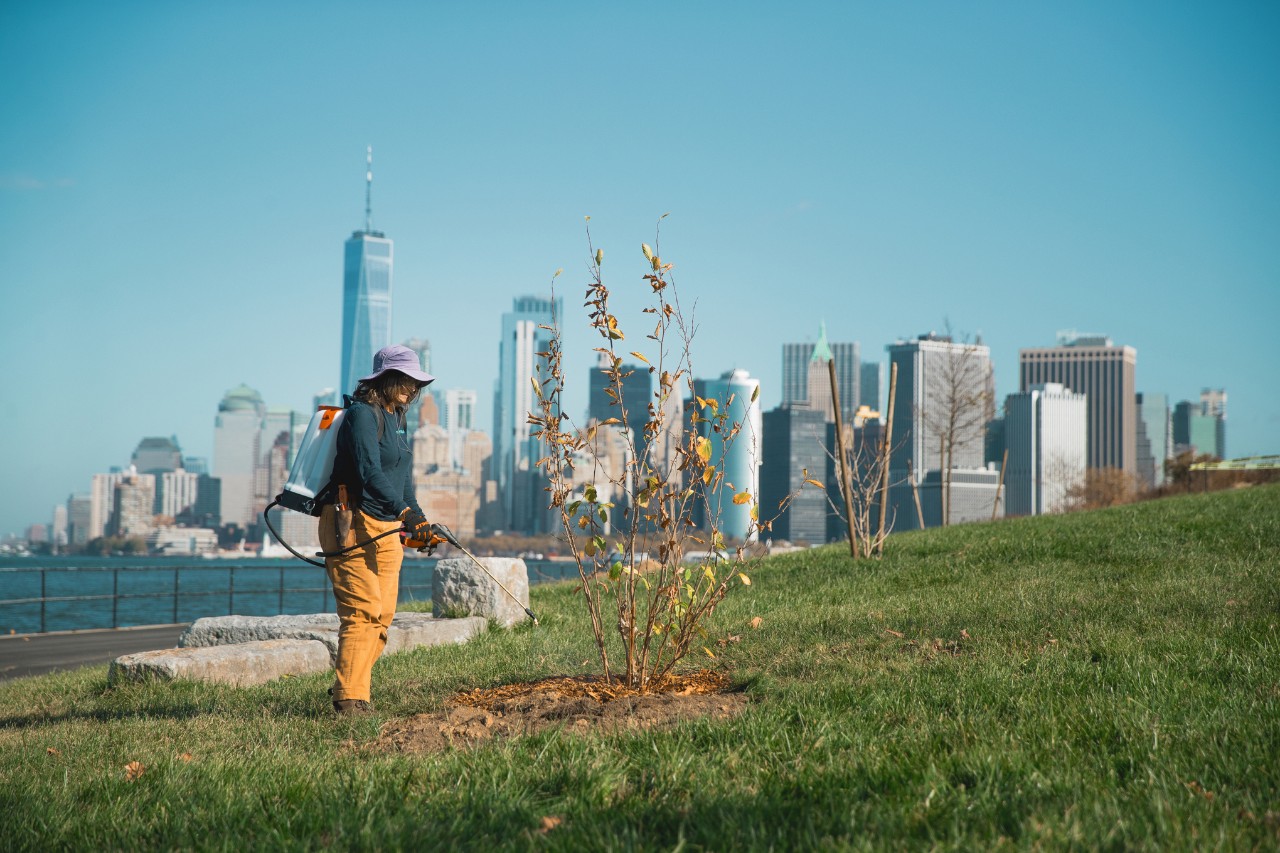 Employees of Governors Island New York Urban Forestry water the planted tree with an SG 71 sprayer