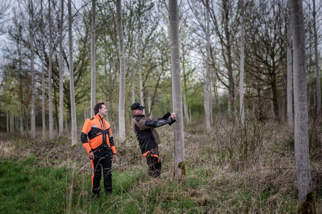 Men inspecting trees