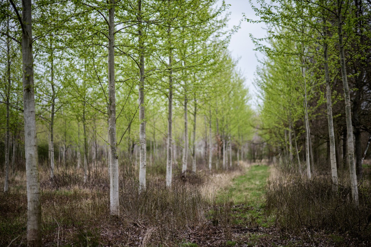 A sustainable plantation