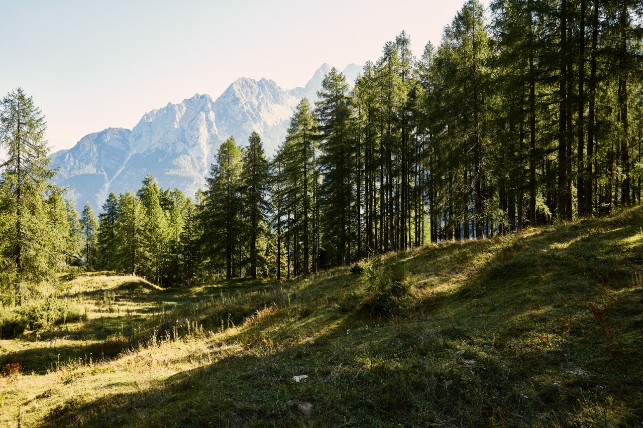 Coniferous forest with green meadow in the foreground, mountains behind